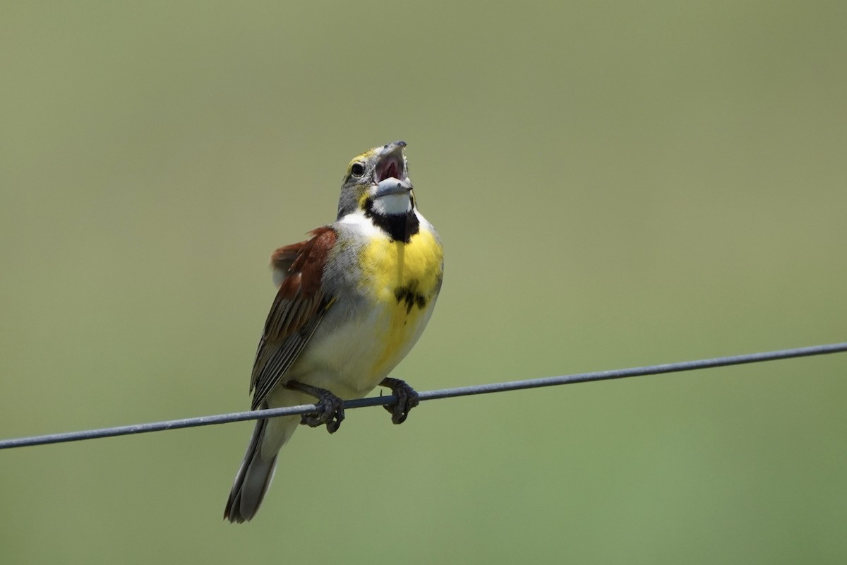 Dickcissel - ML345535721