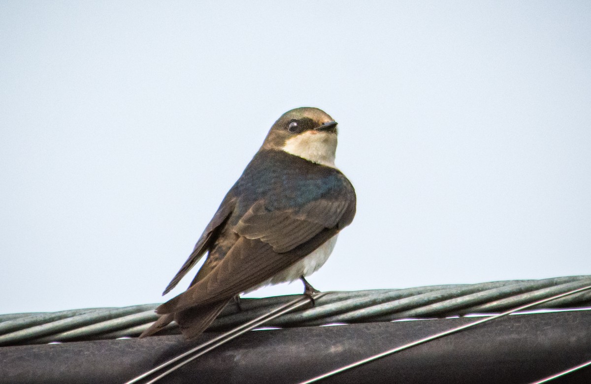 Golondrina Bicolor - ML345536871