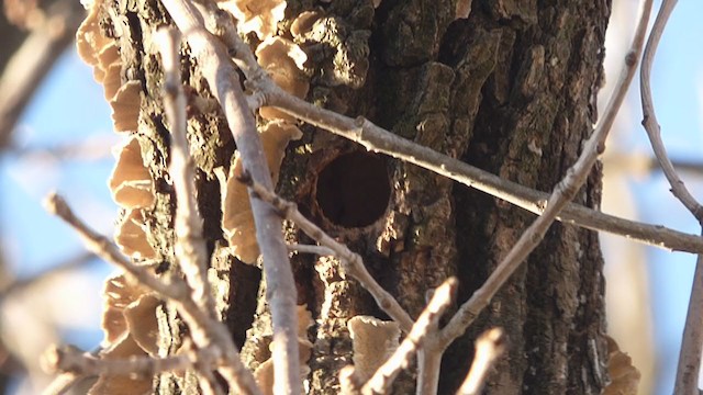 White-barred Piculet - ML345538231