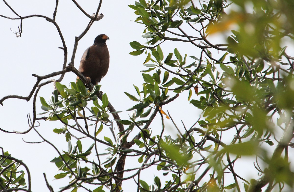 Rufous Crab Hawk - ML34553881