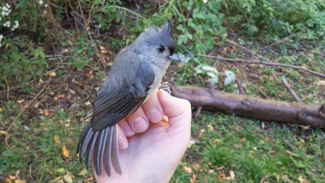 Tufted Titmouse - ML345540131