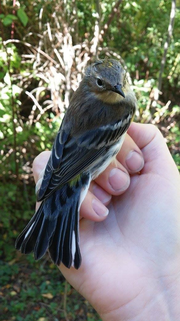 Yellow-rumped Warbler - ML345540281