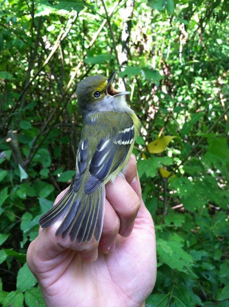 White-eyed Vireo - ML345540521