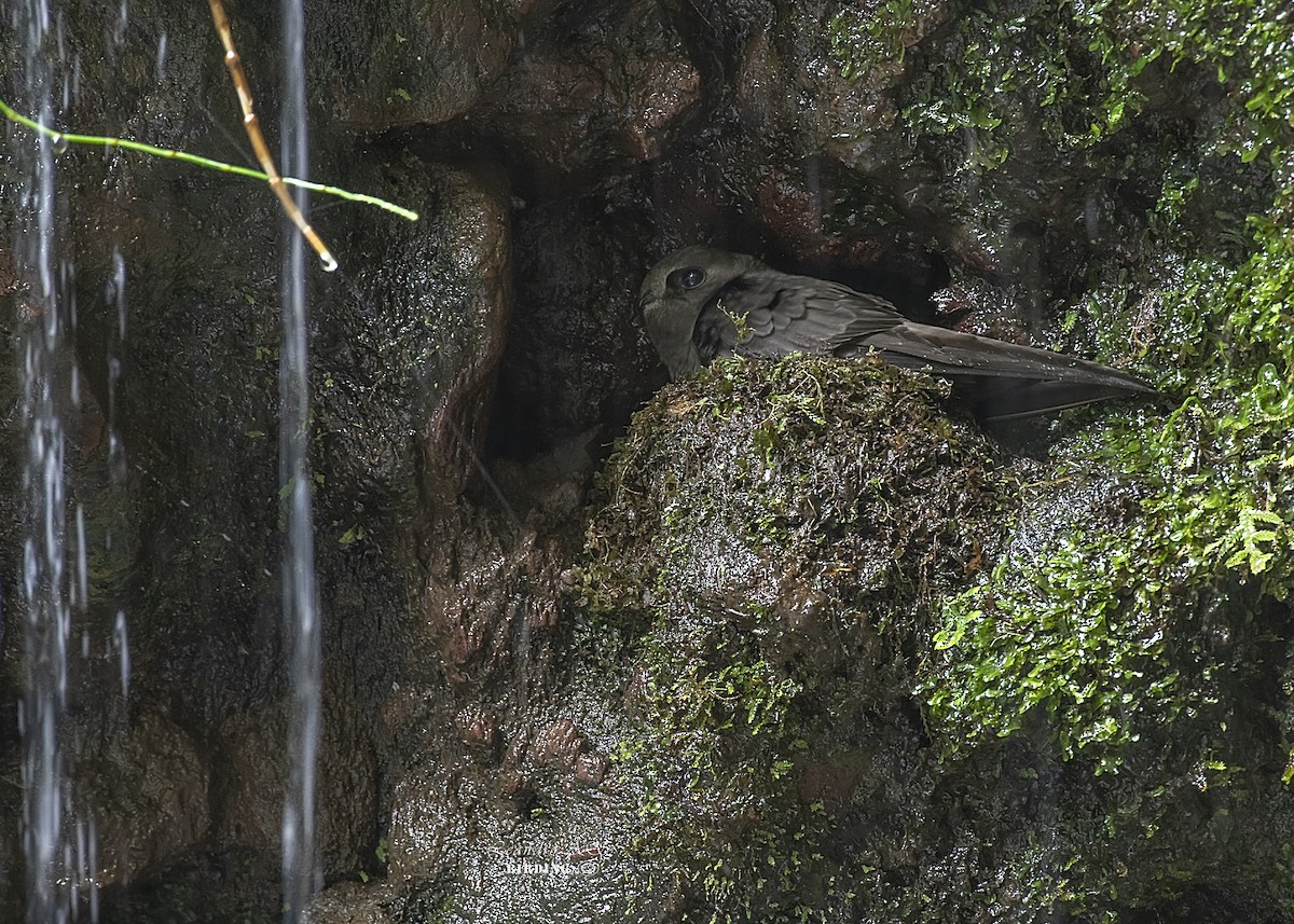 White-chinned Swift - Leandro Arias