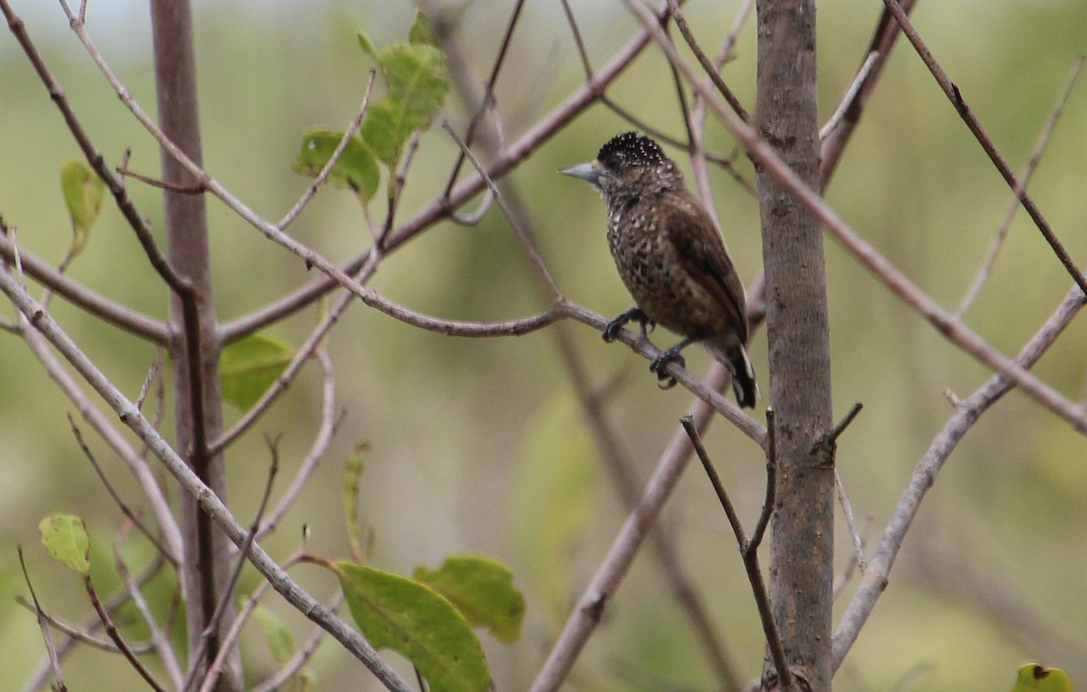 White-bellied Piculet (Mangrove) - ML34554141