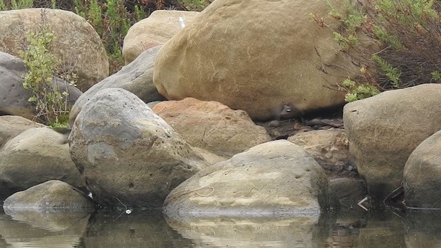 סנונית אמריקנית - ML345541471