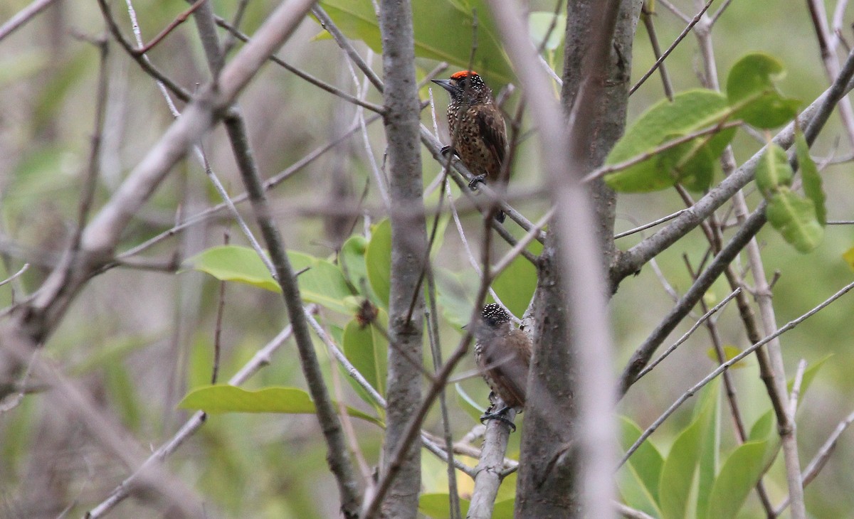 White-bellied Piculet (Mangrove) - ML34554161