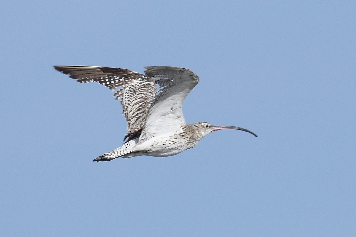 Eurasian Curlew - ML345541721