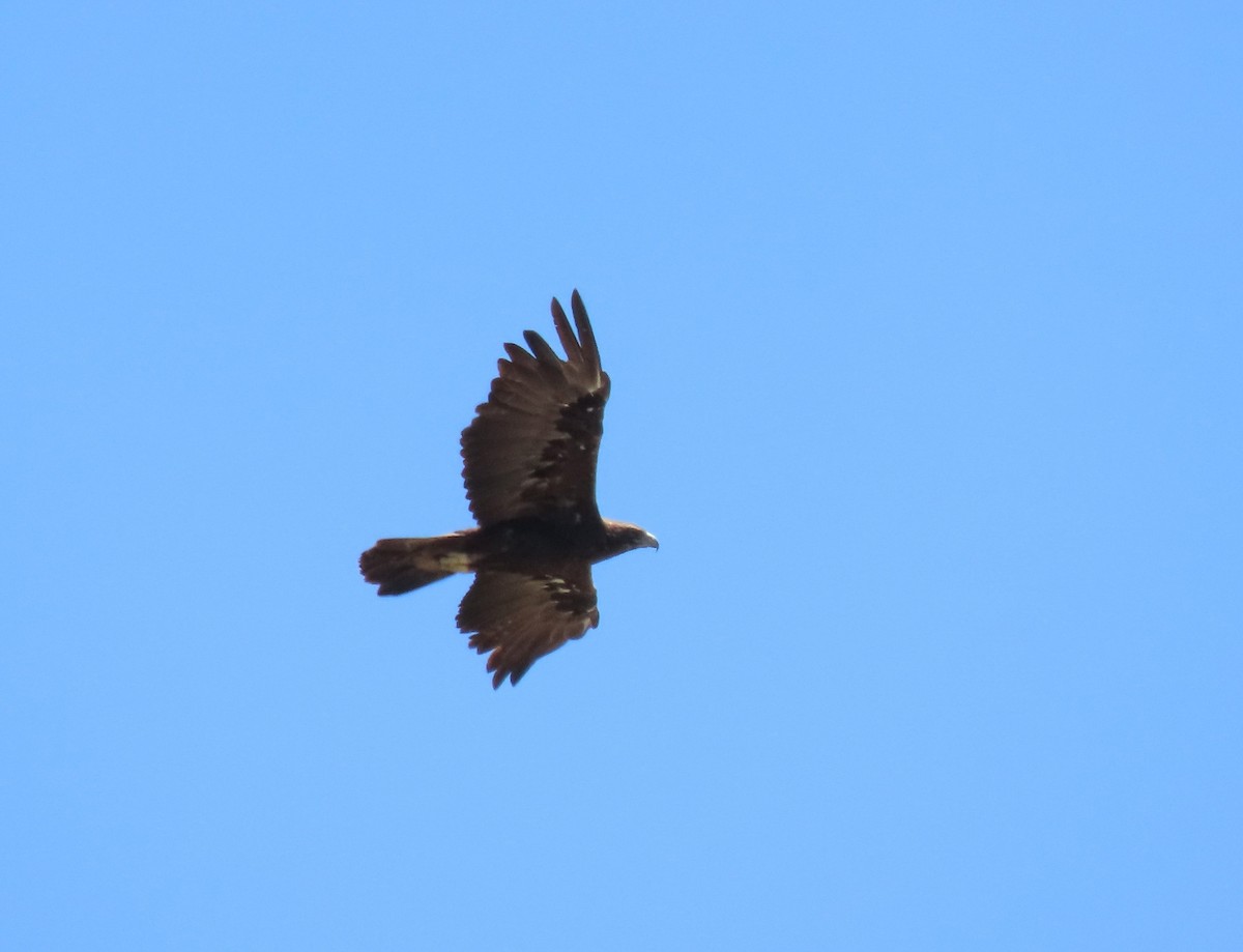 Águila Real - ML345541971