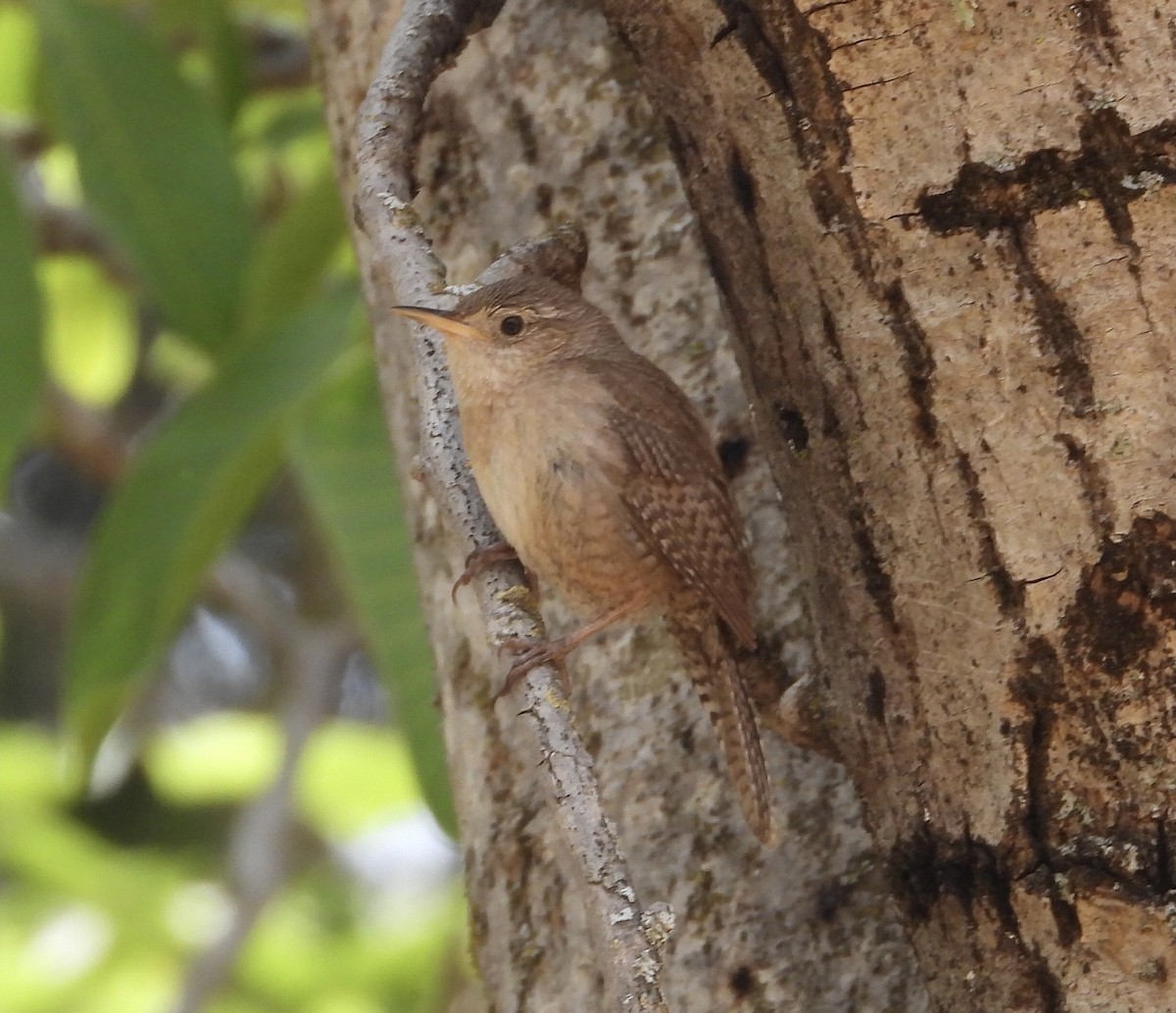 House Wren (Northern) - ML345544681