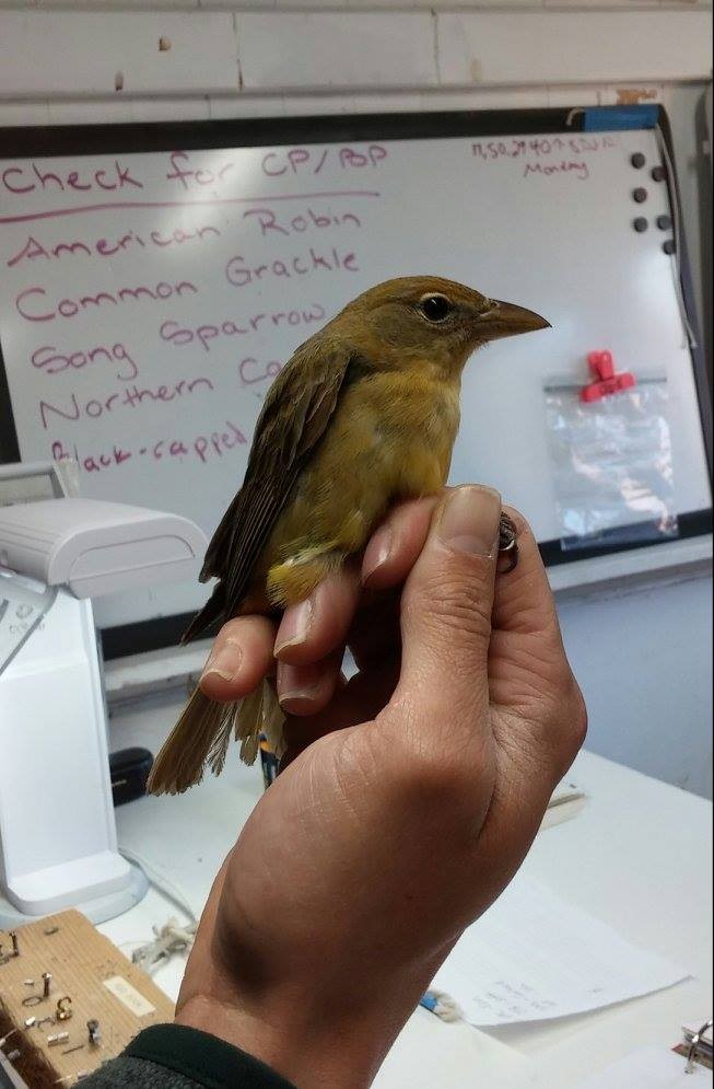 Summer Tanager - ML345544721