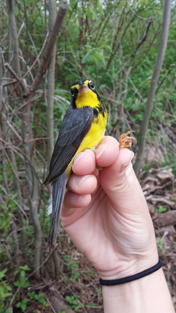 Canada Warbler - ML345545421