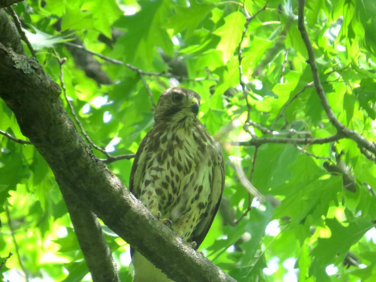 Broad-winged Hawk - ML345545771