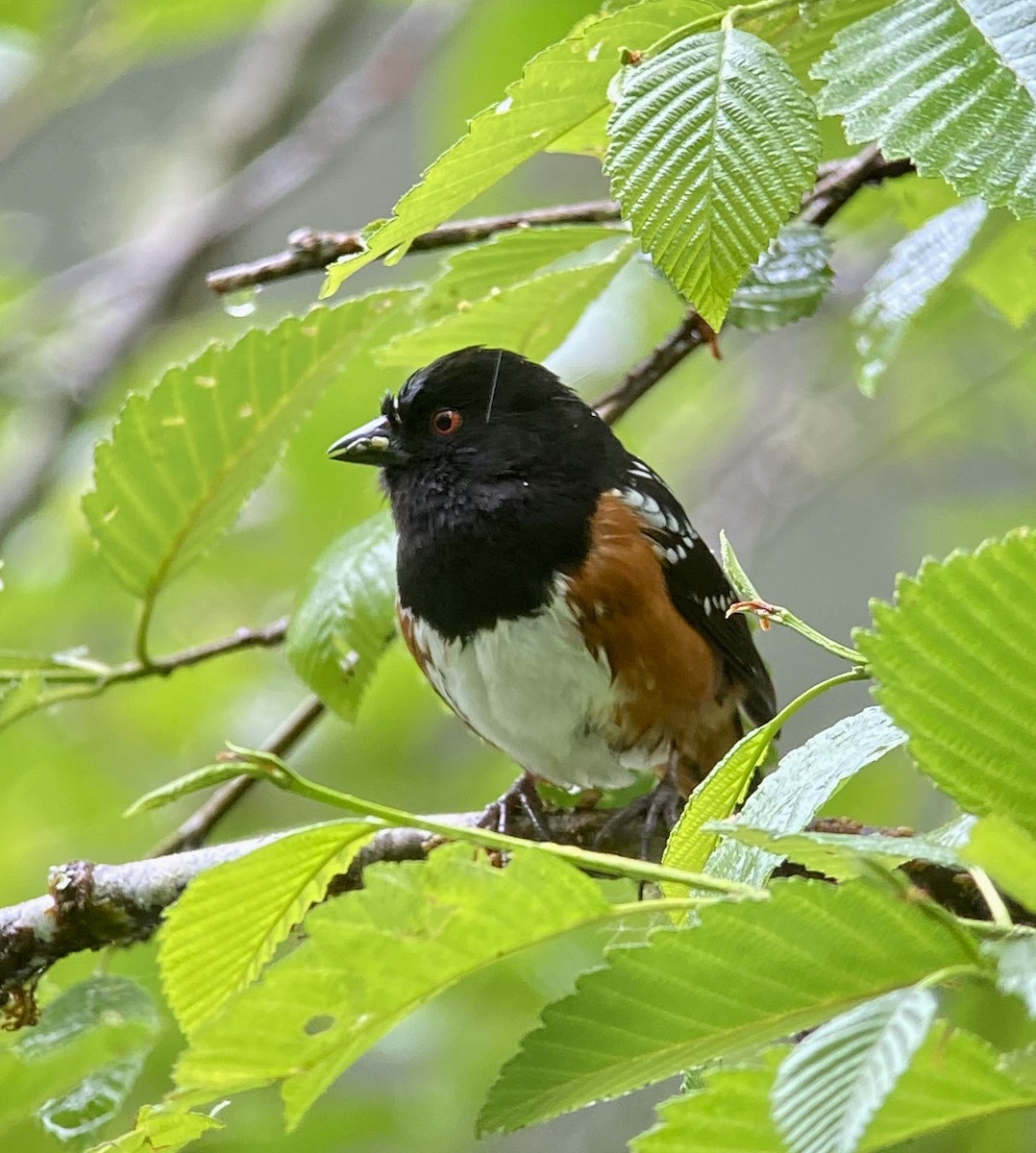 Spotted Towhee - ML345546651