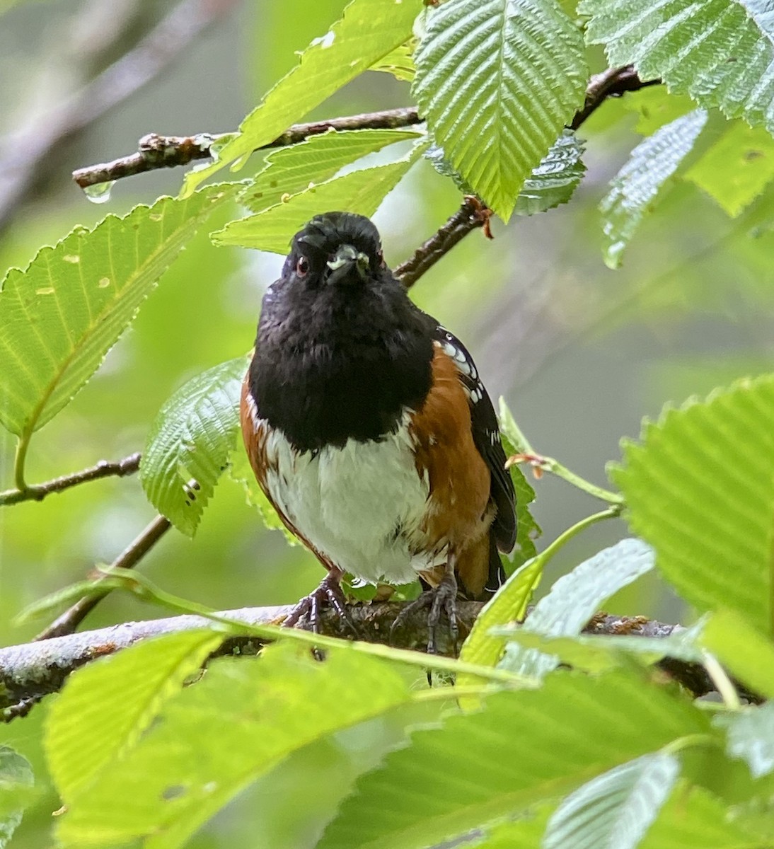 Spotted Towhee - ML345546661