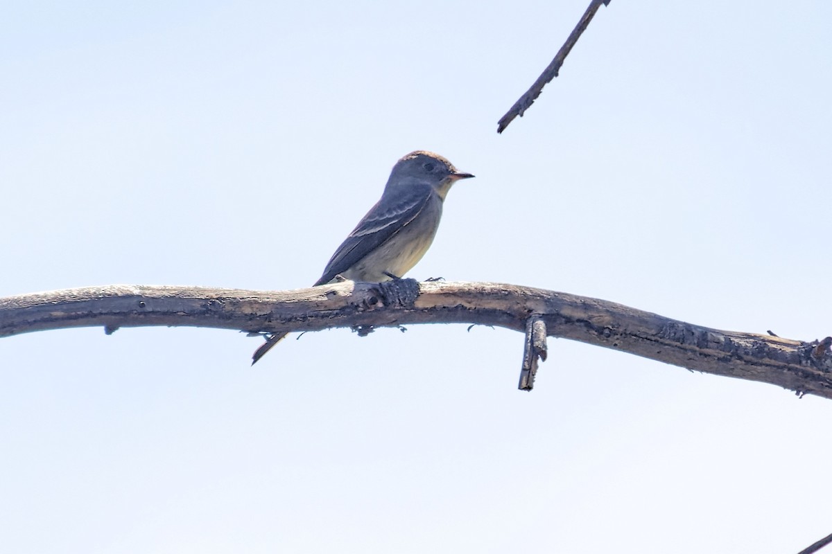 Western Wood-Pewee - ML345546771