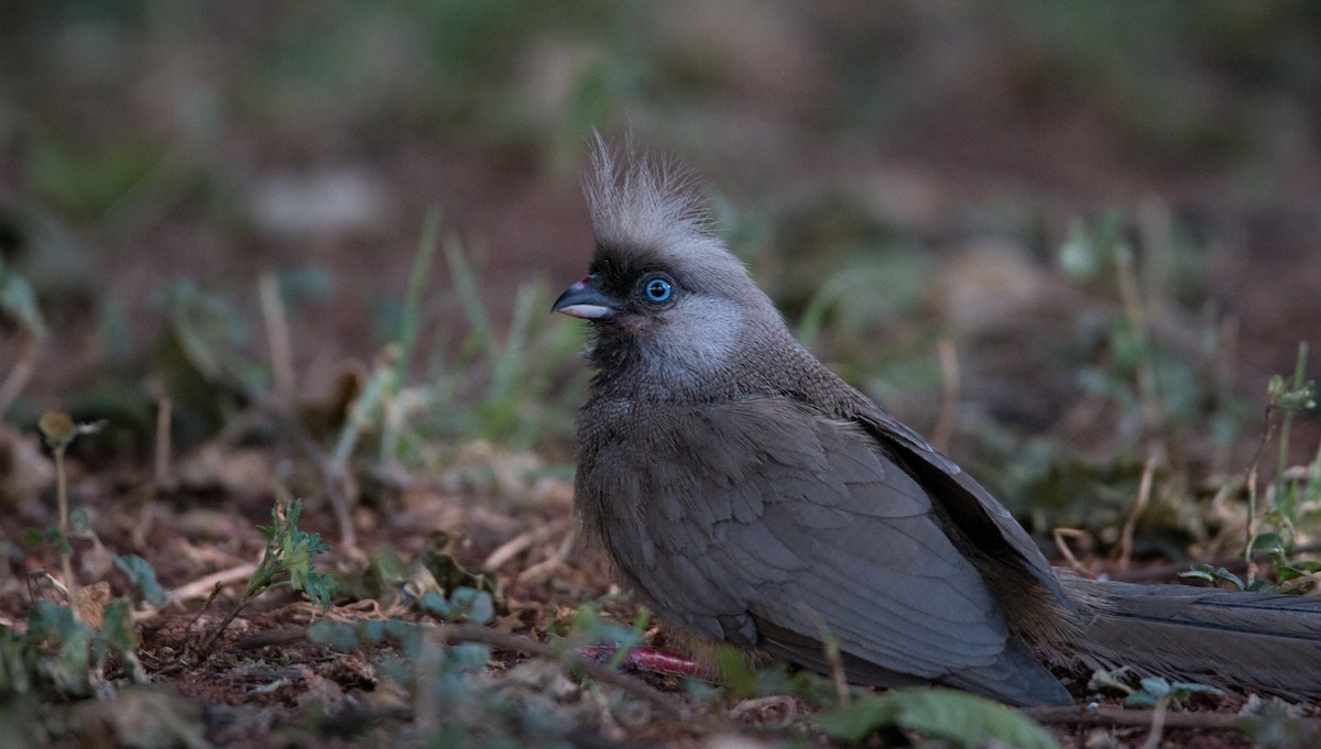 Speckled Mousebird - ML34554701