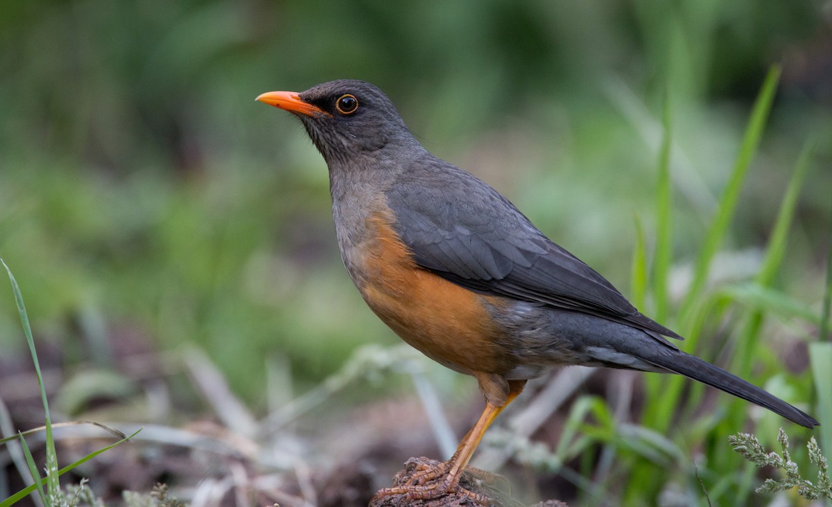 Zorzal Abisinio (grupo abyssinicus) - ML34554731