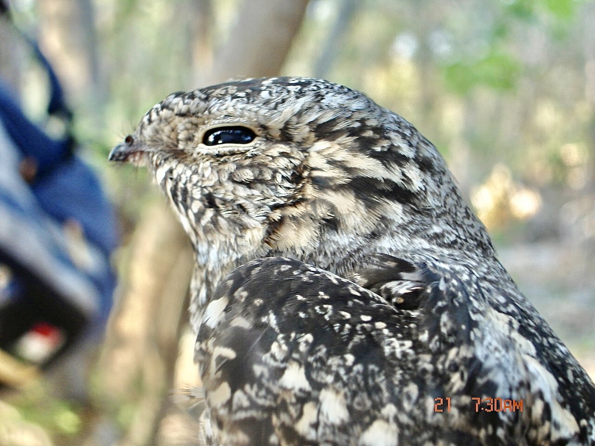 Lesser Nighthawk - ML345547321