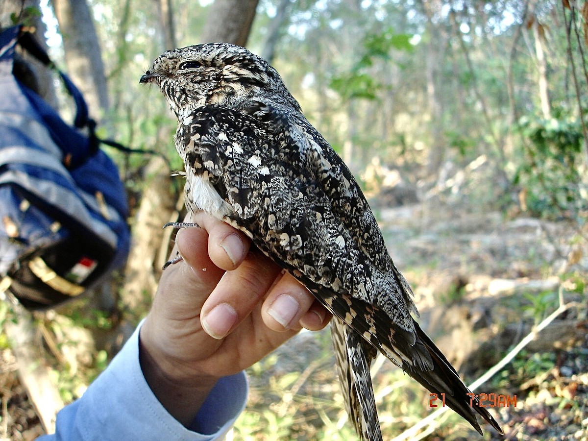 Lesser Nighthawk - ML345547341