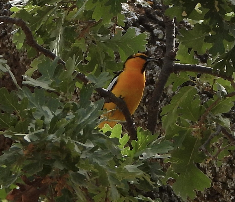 Bullock's Oriole - Debbie Baczewski