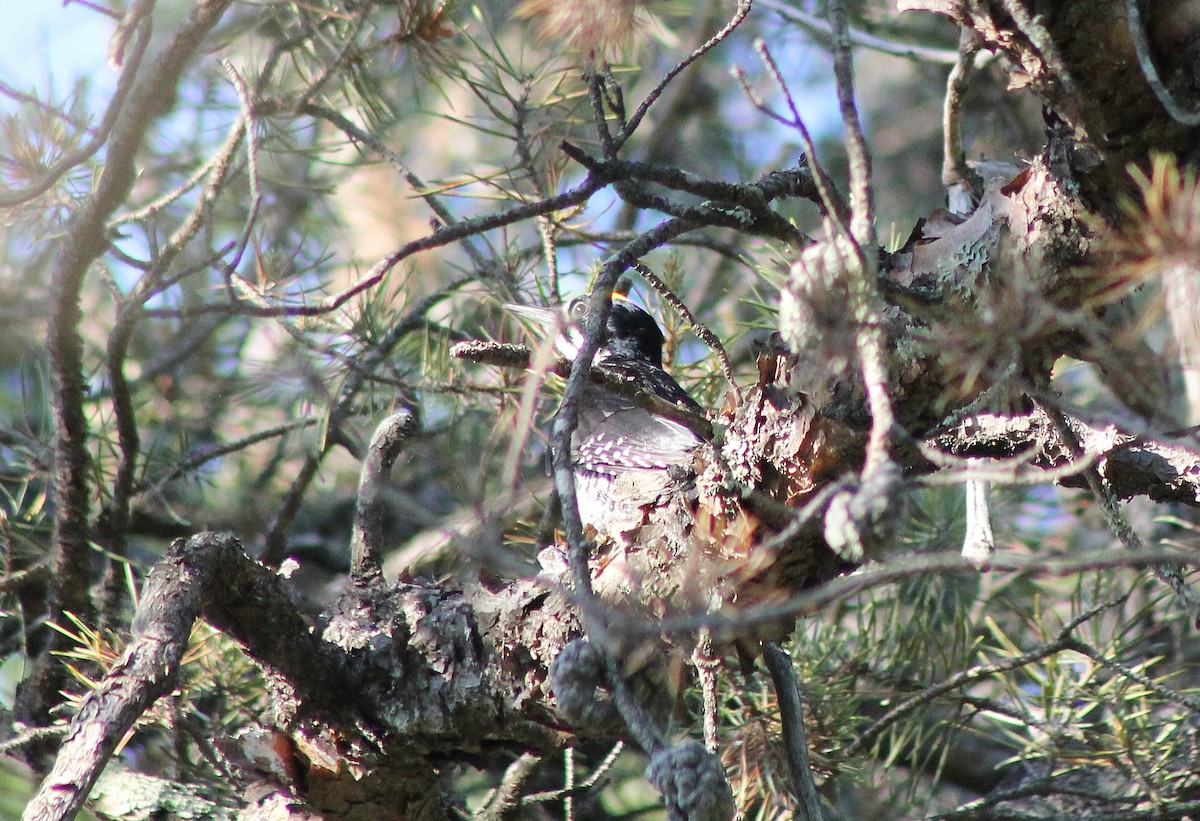 Black-backed Woodpecker - Tim F