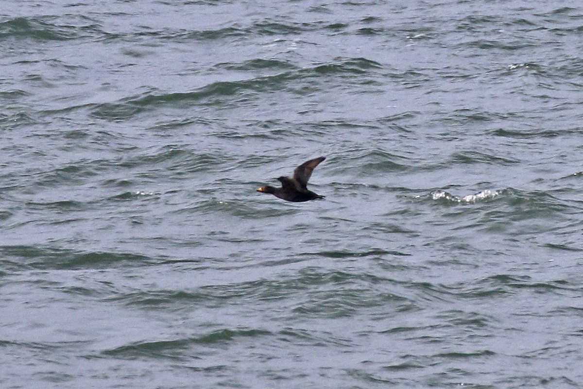 Black Scoter - David McQuade