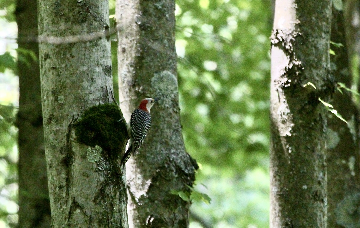 Red-bellied Woodpecker - Andrew Gobien