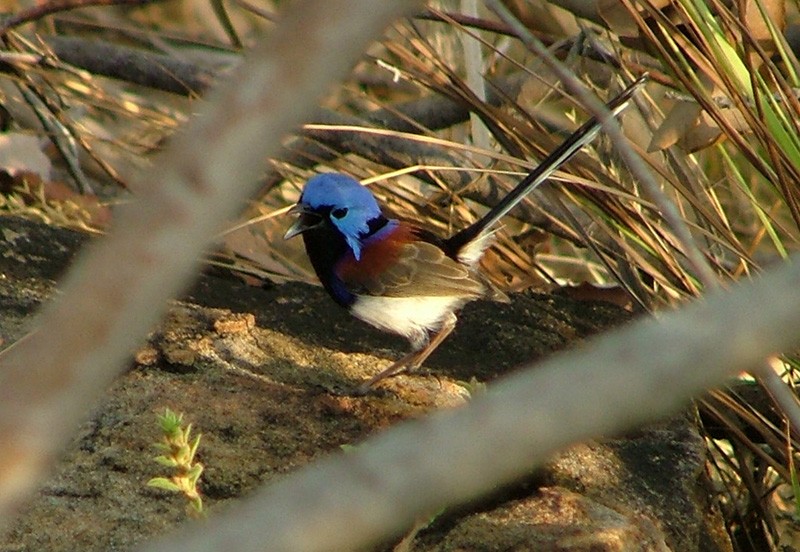 Purple-backed Fairywren (Lavender-flanked) - ML345549751