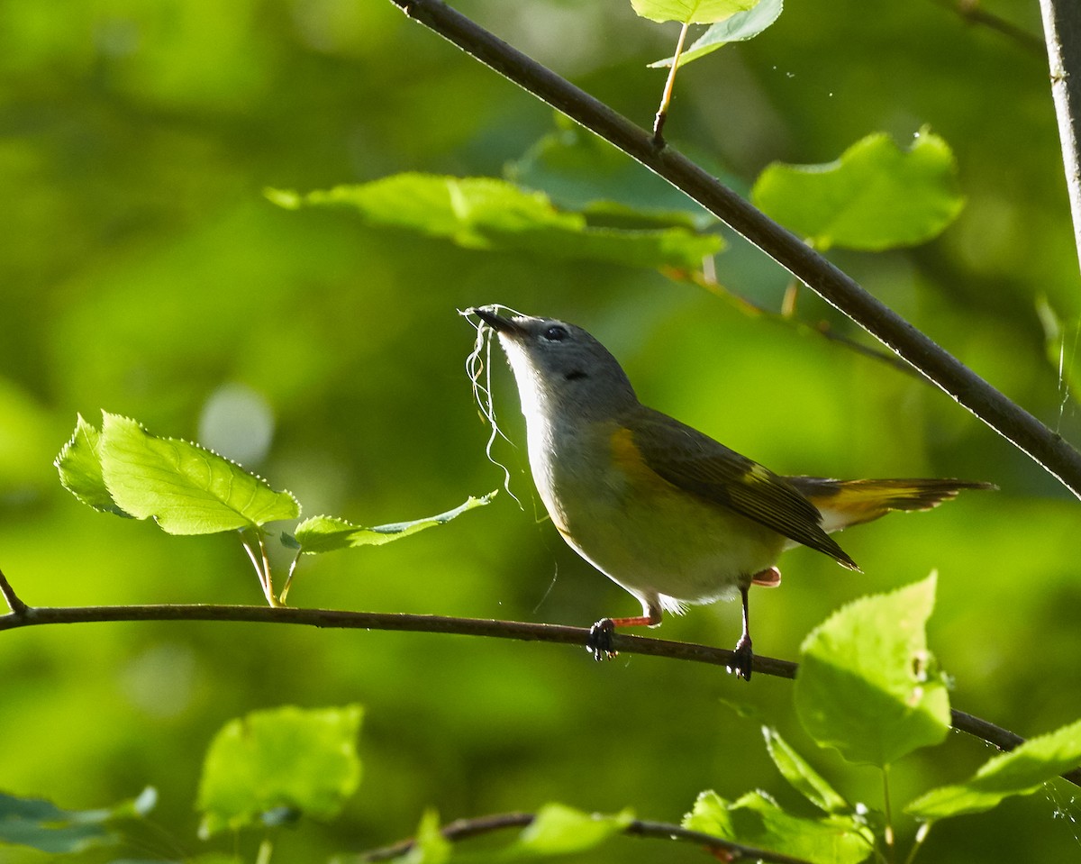 American Redstart - ML345549961