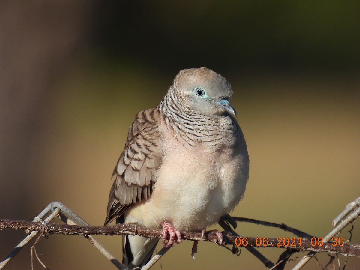 Peaceful Dove - Trevor Oliver