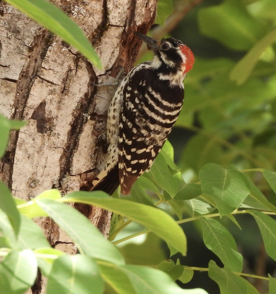 Nuttall's Woodpecker - ML345550171