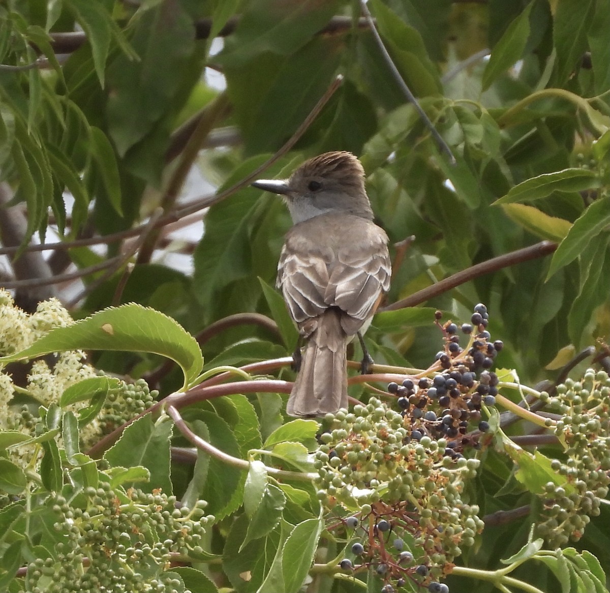 Ash-throated Flycatcher - ML345550901