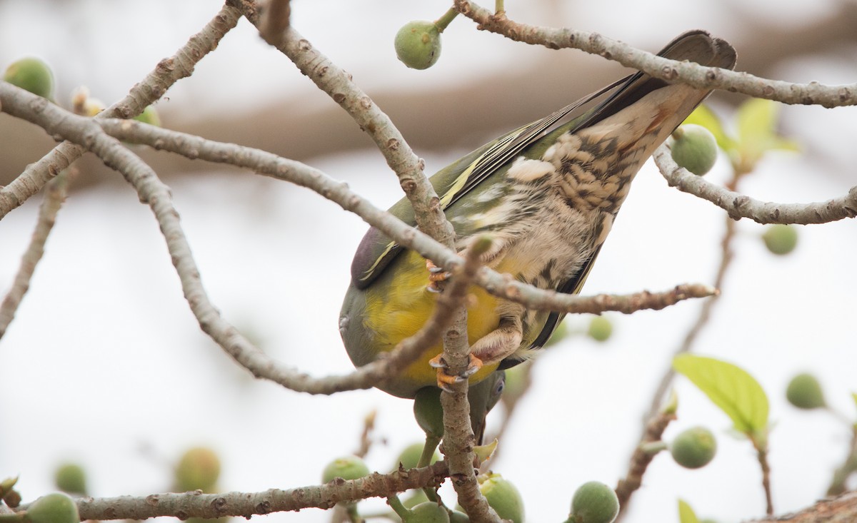 Bruce's Green-Pigeon - ML34555091