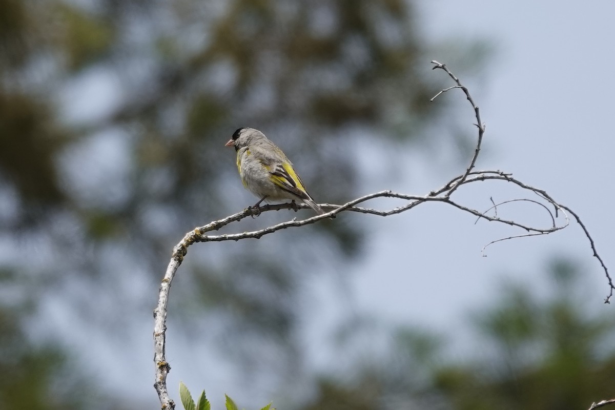 Chardonneret gris - ML345551301