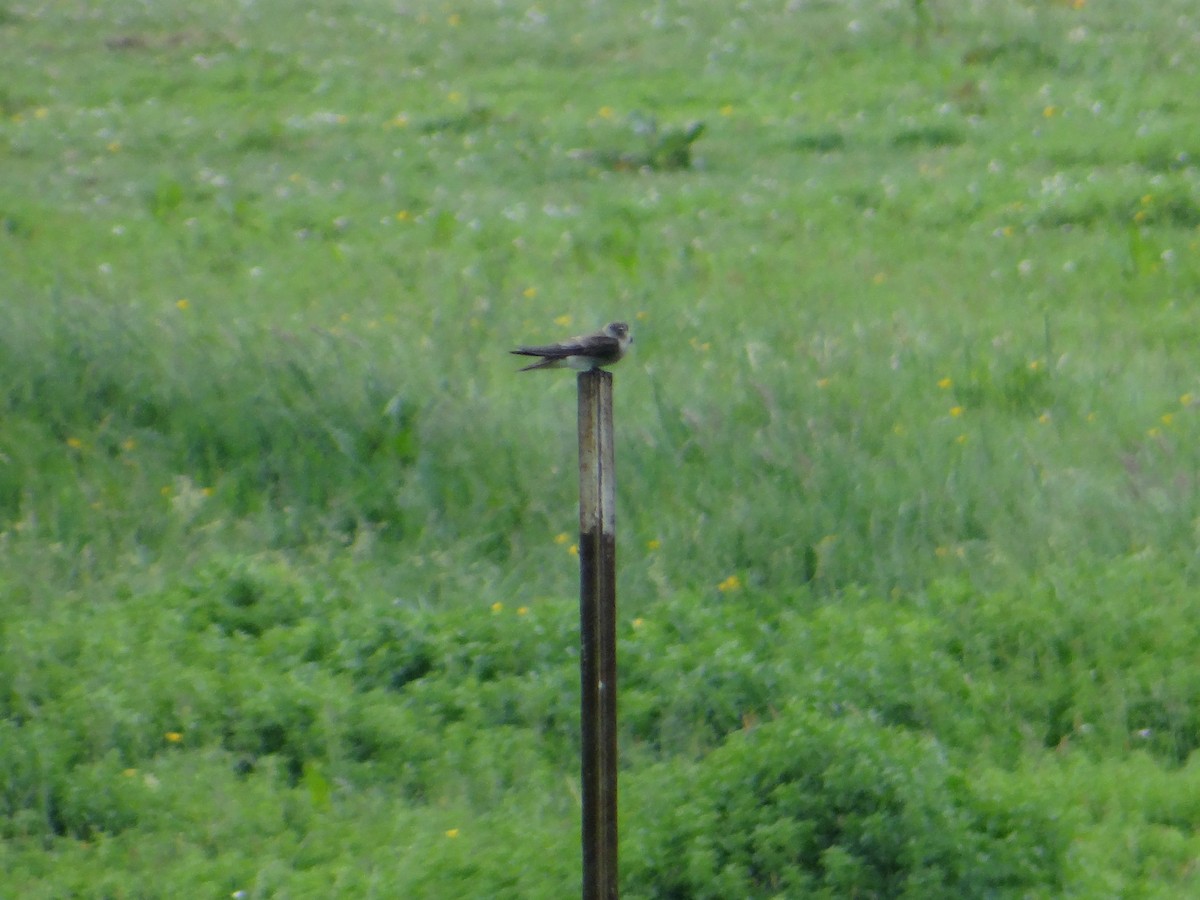 Northern Rough-winged Swallow - Carl Lundblad