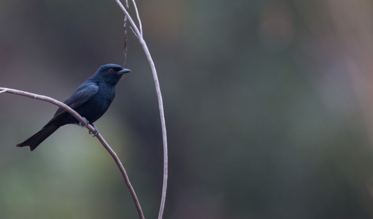 Fork-tailed Drongo - ML34555191