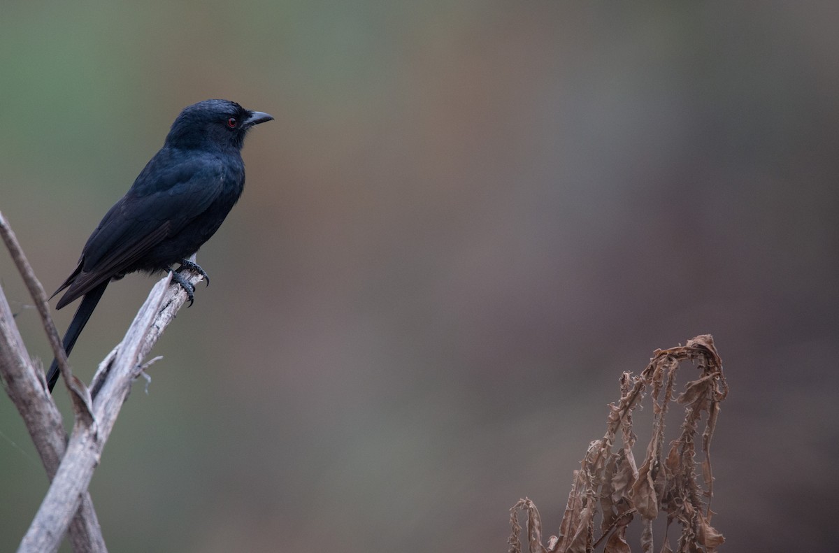 Fork-tailed Drongo - ML34555201