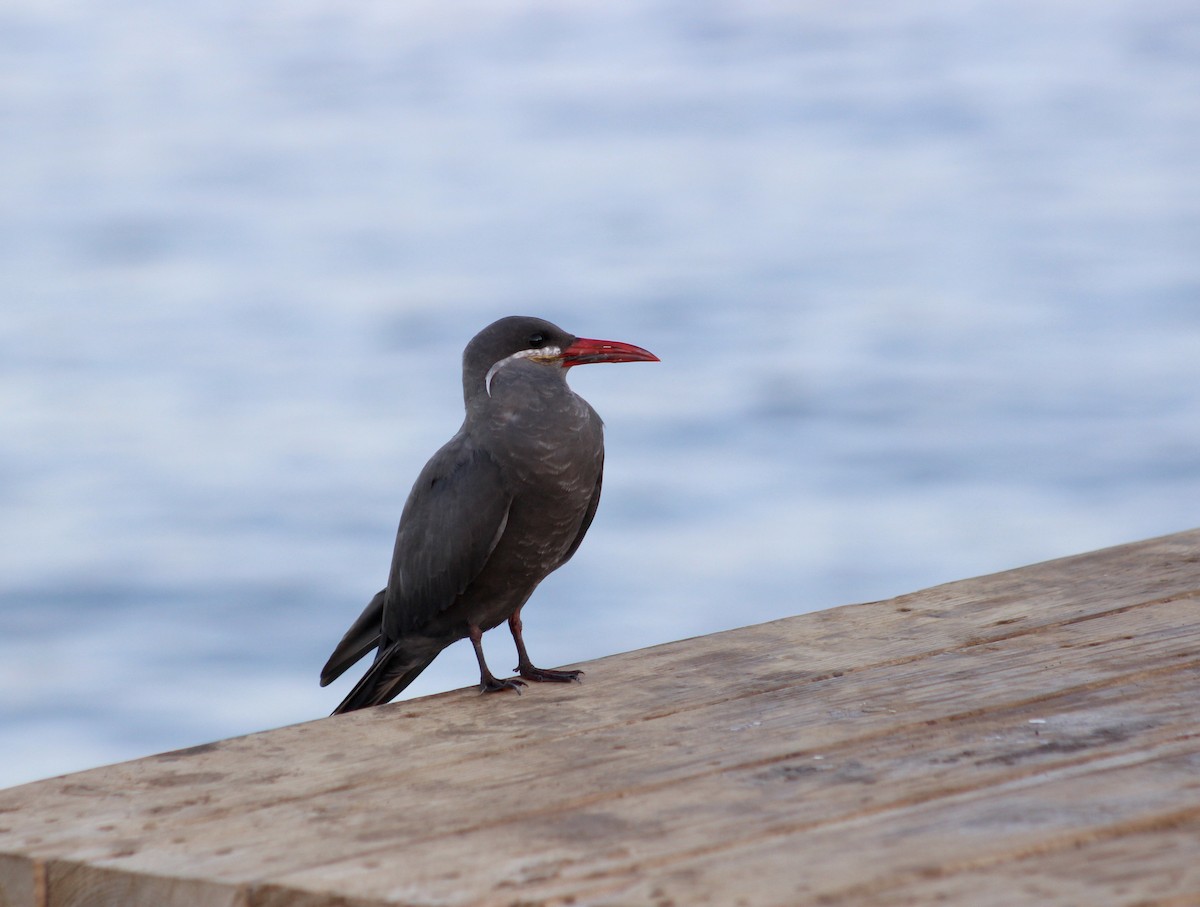 Inca Tern - Amanda Damin