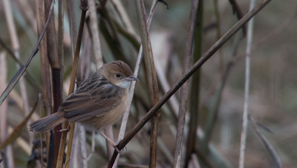 Siffling Cisticola - Ian Davies