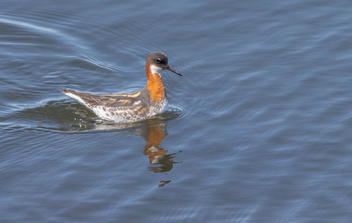 Red-necked Phalarope - Kevin Vande Vusse