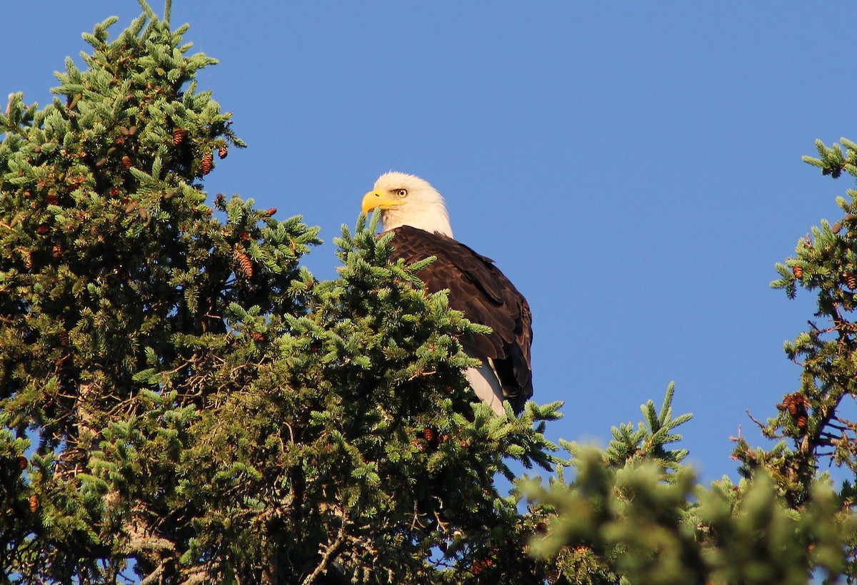 Weißkopf-Seeadler - ML345553551