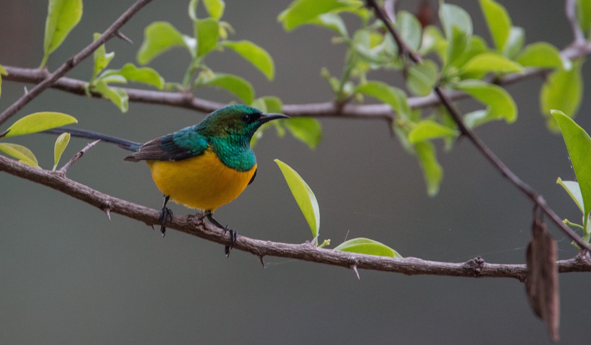 Pygmy Sunbird - Ian Davies