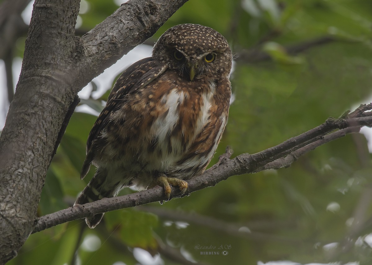 Costa Rican Pygmy-Owl - Leandro Arias