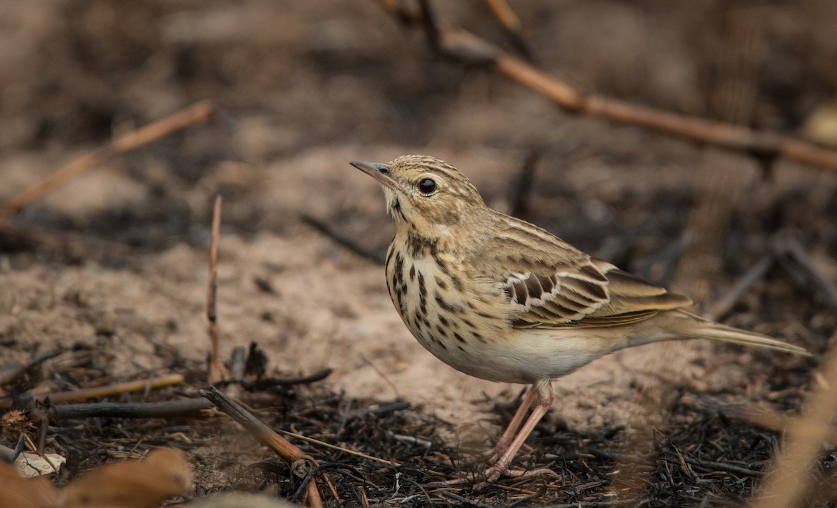 Tree Pipit - Ian Davies