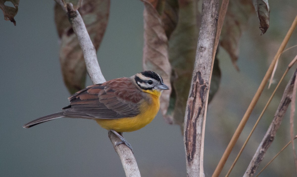 Brown-rumped Bunting - Ian Davies