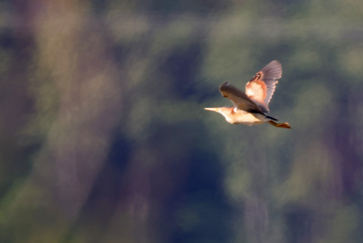 Least Bittern - ML345555071