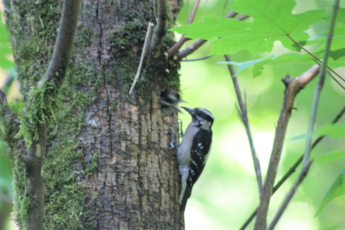 Downy Woodpecker - ML345555671