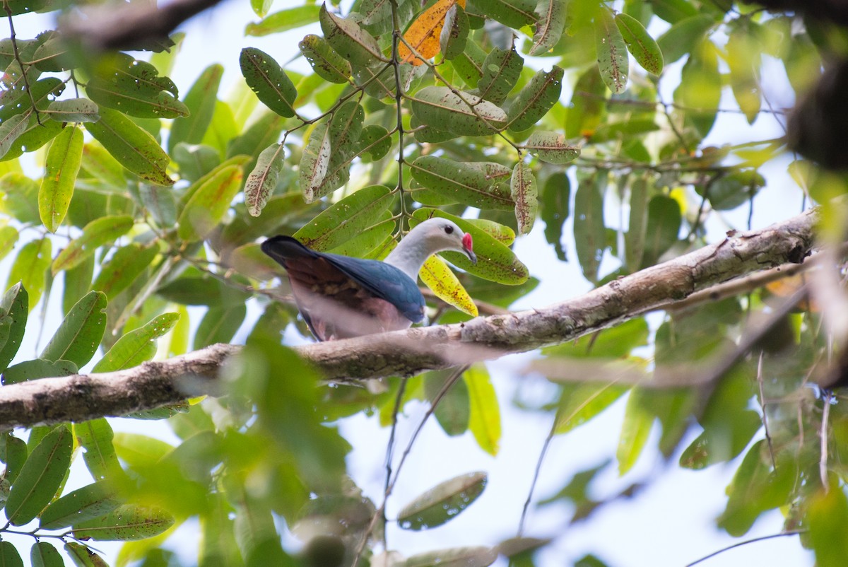 Red-knobbed Imperial-Pigeon - John C. Mittermeier