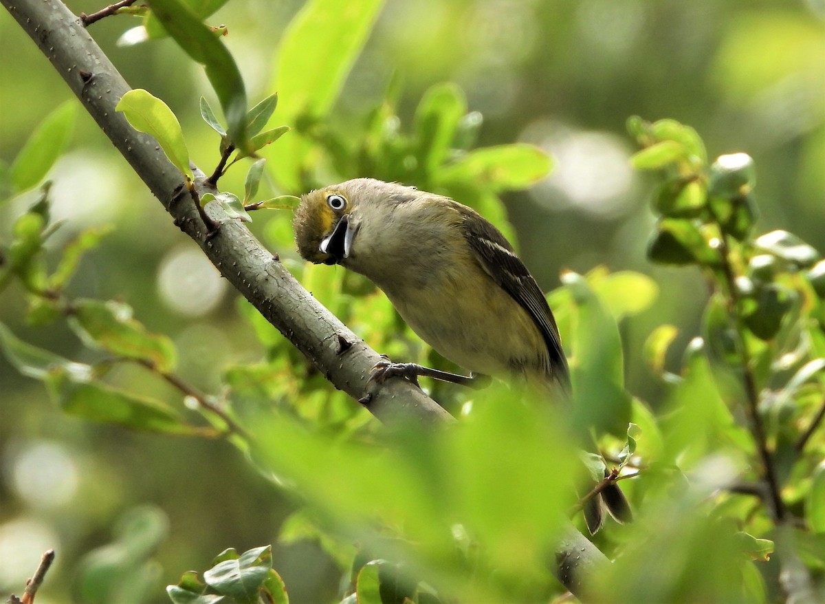 White-eyed Vireo - John Cima